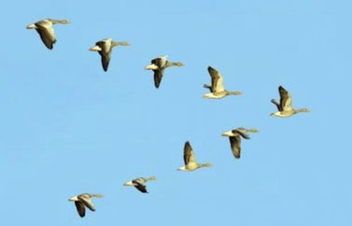 bird