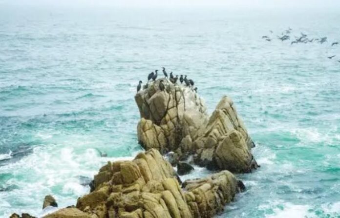 birds