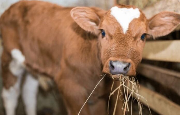 cow claves