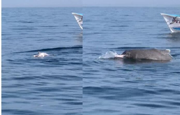 dolphin