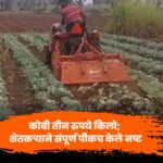 gadhinglaj farmer destroys entire crop