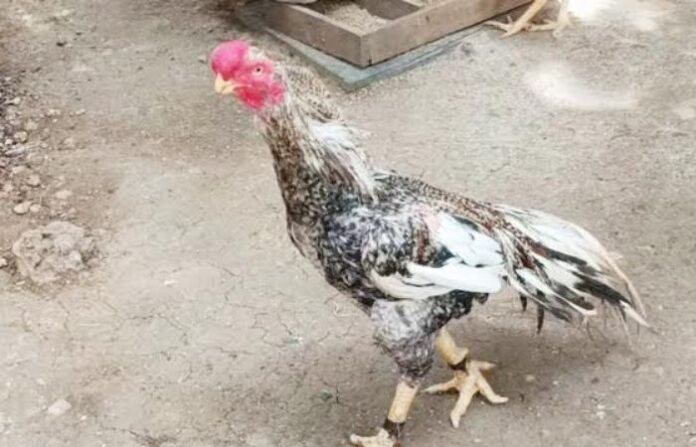 hen