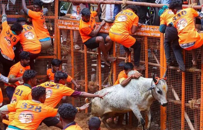 jallikatu