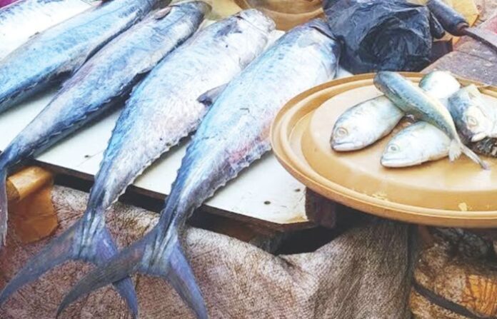 fish