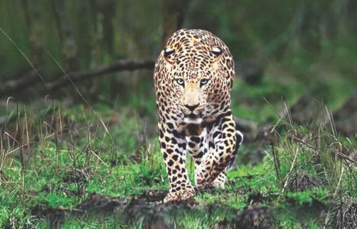 leopard