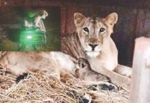 इटावा सफारी पार्कमध्ये पाळणा हलला, निरजा सिंहिणीने दिला चार छाव्यांना जन्म