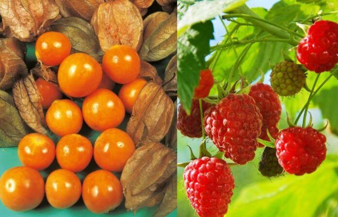 mahabaleshwar fruit