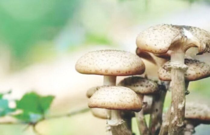 mashroom