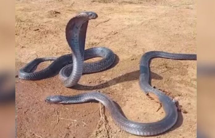 snake