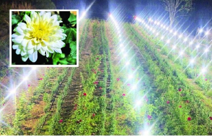 Chrysanthemum