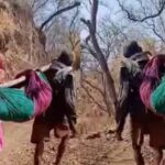 Nandurbar News – आधी रस्त्याअभावी बाळ गमावलं, मग बांबूच्या झोळीतून आईचा 15 किमी जीवघेणा प्रवास