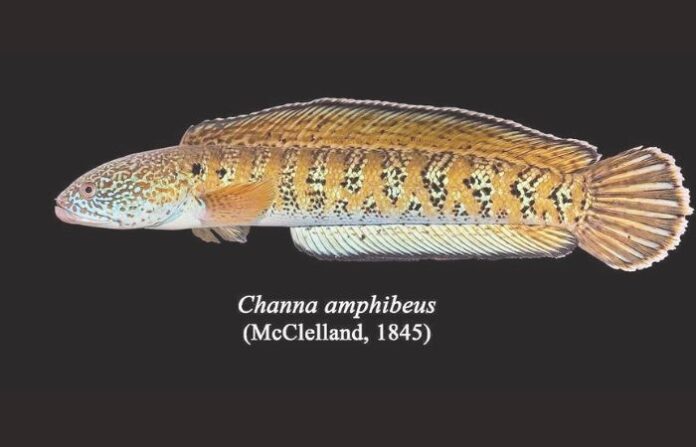 channa fish