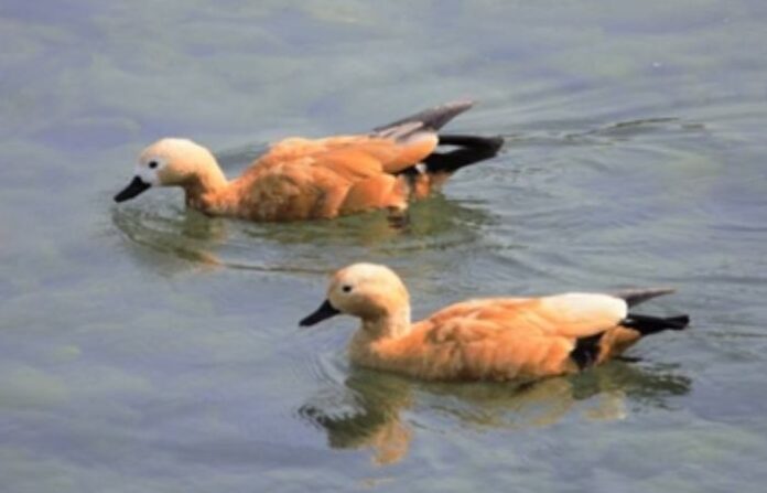 duck