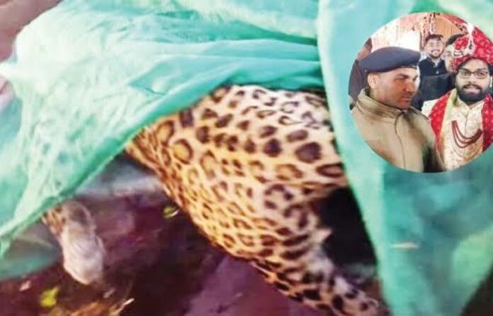 leopard