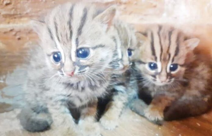 leopard cat baby