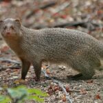 उरणमध्ये मुंगसांच्या पलटणी, घरातून बाहेर पडल्यानंतर शुभशकुन; नागरिकांच्या चेहऱ्यावर प्रसन्न भाव