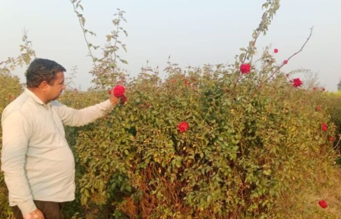 rajesh kumar rose farmer