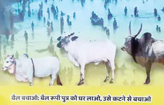 save bull