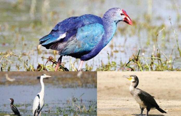 _wetlands