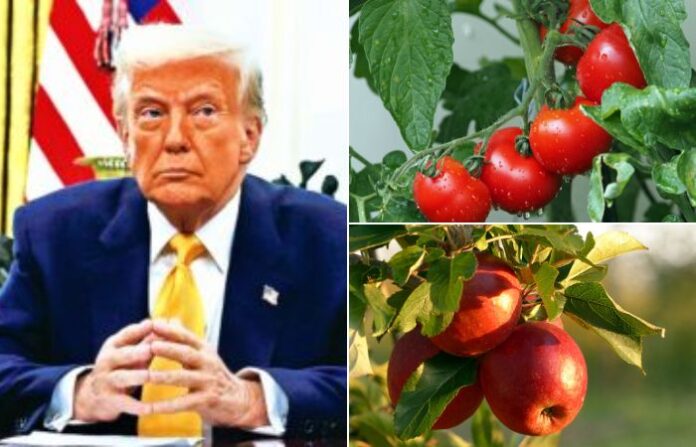 america canada tariff war