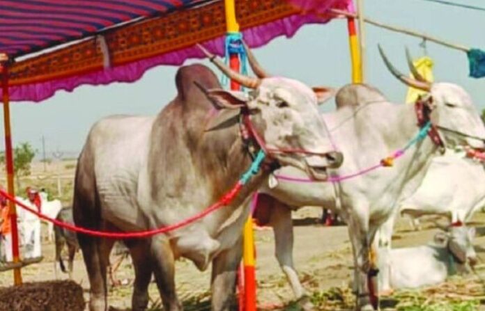 cattle market