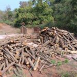 deforestation