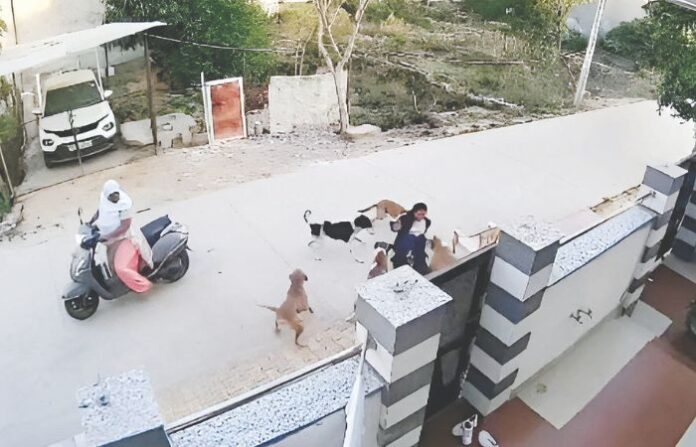 dog attack