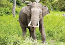 वन विभागाच्या नाकावर टिच्चून ‘ओंकार’ची गोवा सफर, पुन्हा दोडामार्गात धडक; दुकानात घुसखोरीनंतर कळणे नदीपात्रात मांडले ठाण