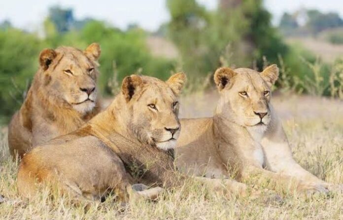 lion