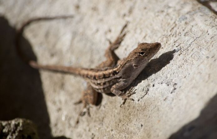 lizard (1)