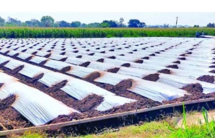 mulching paper
