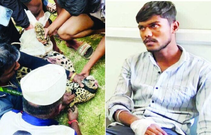 pune leopard news