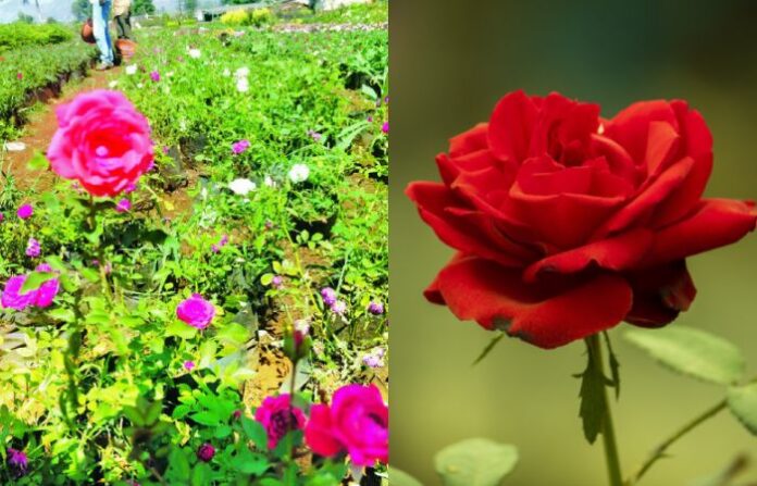 rose village raigad