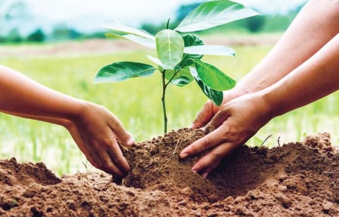 tree plant