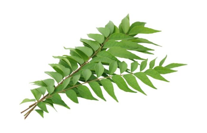curry leaves (2)