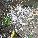 niphad hail storm