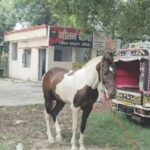 ऐकावं ते नवलच! दारूची तस्करी करणारा घोडा नजरकैदेत