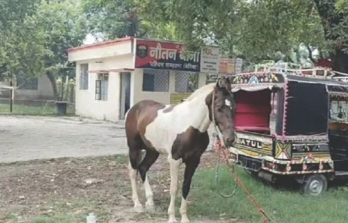 BIHAR HORSE