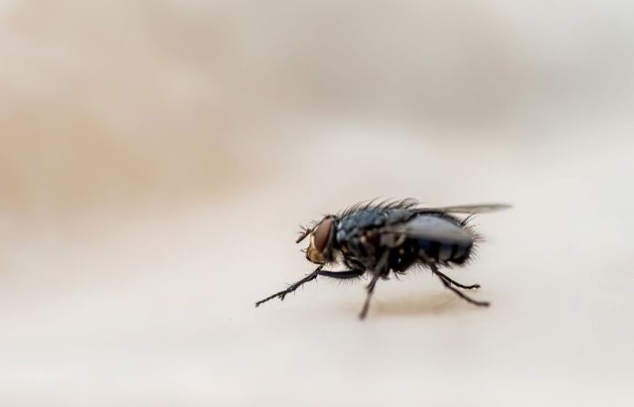 Flies (1)
