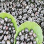 Indian Cherry kaarvand