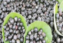 Indian Cherry kaarvand