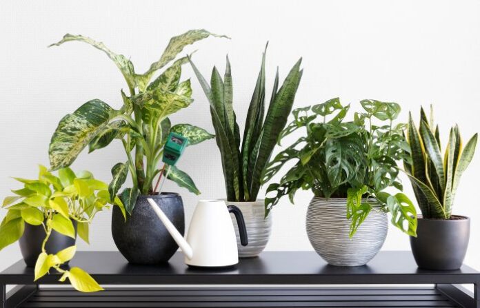 Indoor Plants (1)