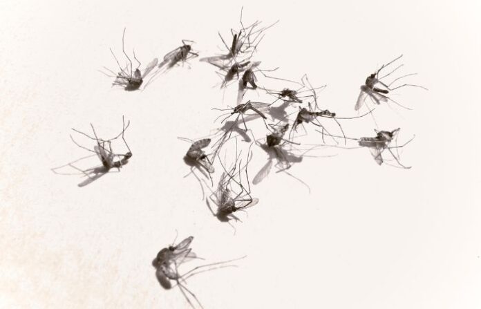 Mosquito (3)