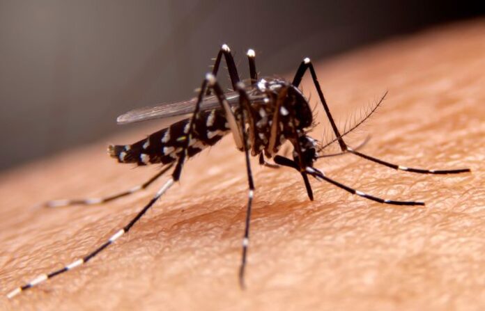 Mosquito (4)