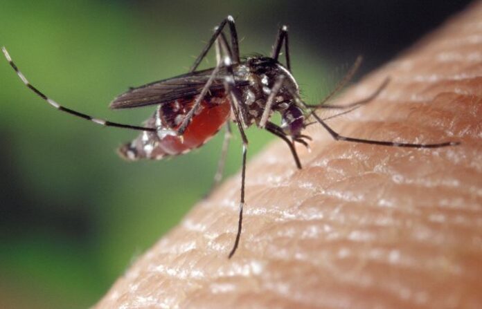 Mosquito (6)