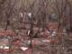 Pakistani Drones Shot Down By Indian Air Force Near Kutch (1)