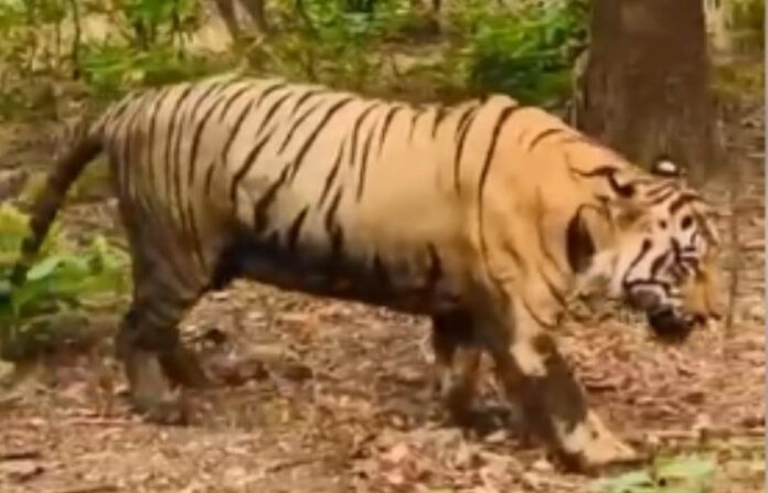 Small Matka Tiger Chandrapur