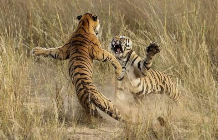 Tiger Clash