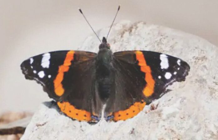 butterfly