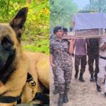 छत्तीसगडमध्ये CRPF च्या श्वानावर मधमाशांचा हल्ला, रोलोचा दुर्दैवी मृत्यू